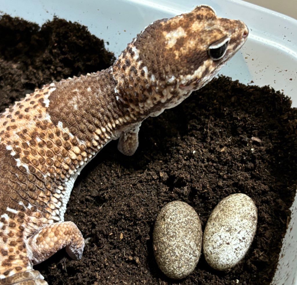 冷凍イエコML約3000匹1kg冷凍コオロギ