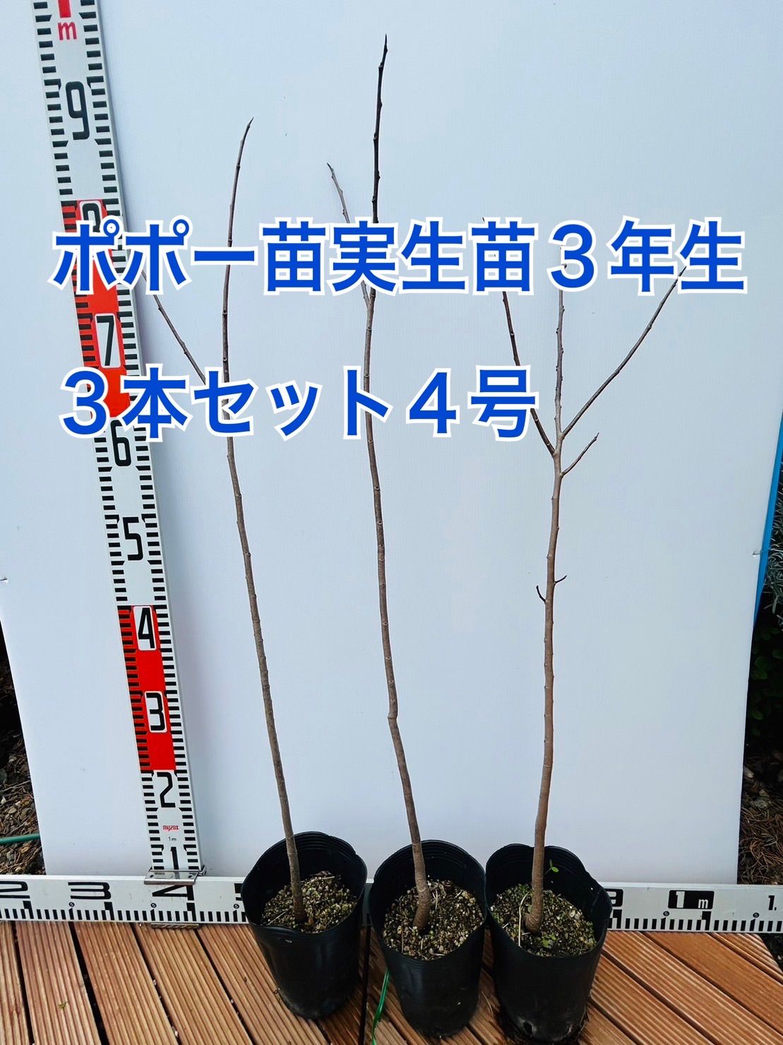 ポポーの木 ポポー 無農薬 果実入手 苗木 幻の木