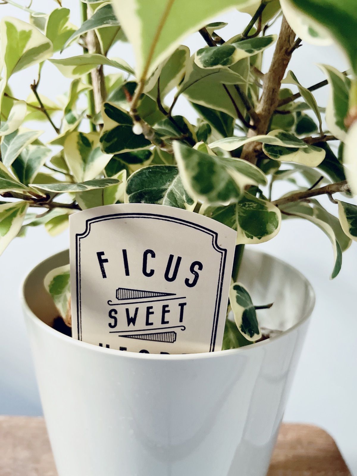 スウィートハート