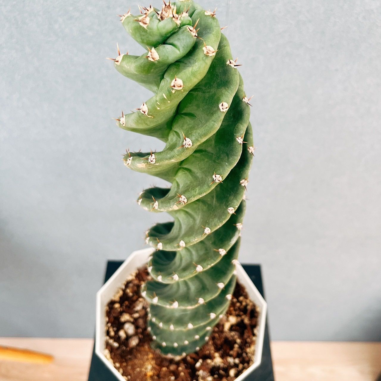 アガベ ホリダ SS級 選抜優良SS級株】大きめホリダ極上株①アガベ