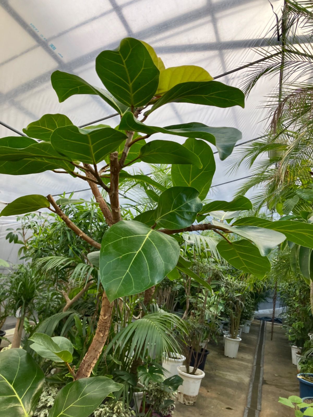 フィカス・アフリカンプリンス 希少 ゴムの木 引き取り限定 シンボル