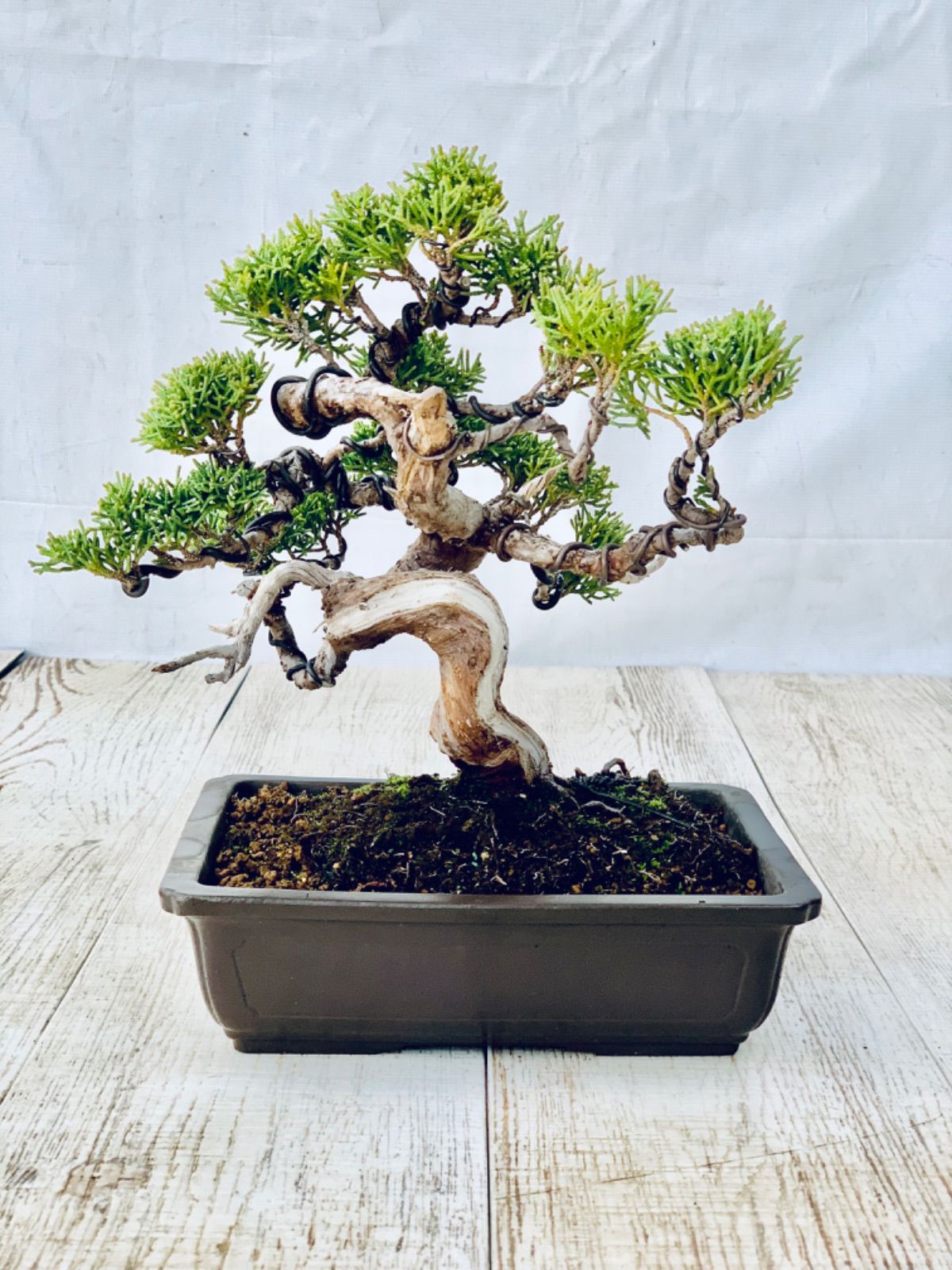 真柏 小品盆栽 しんぱく - メルカリ