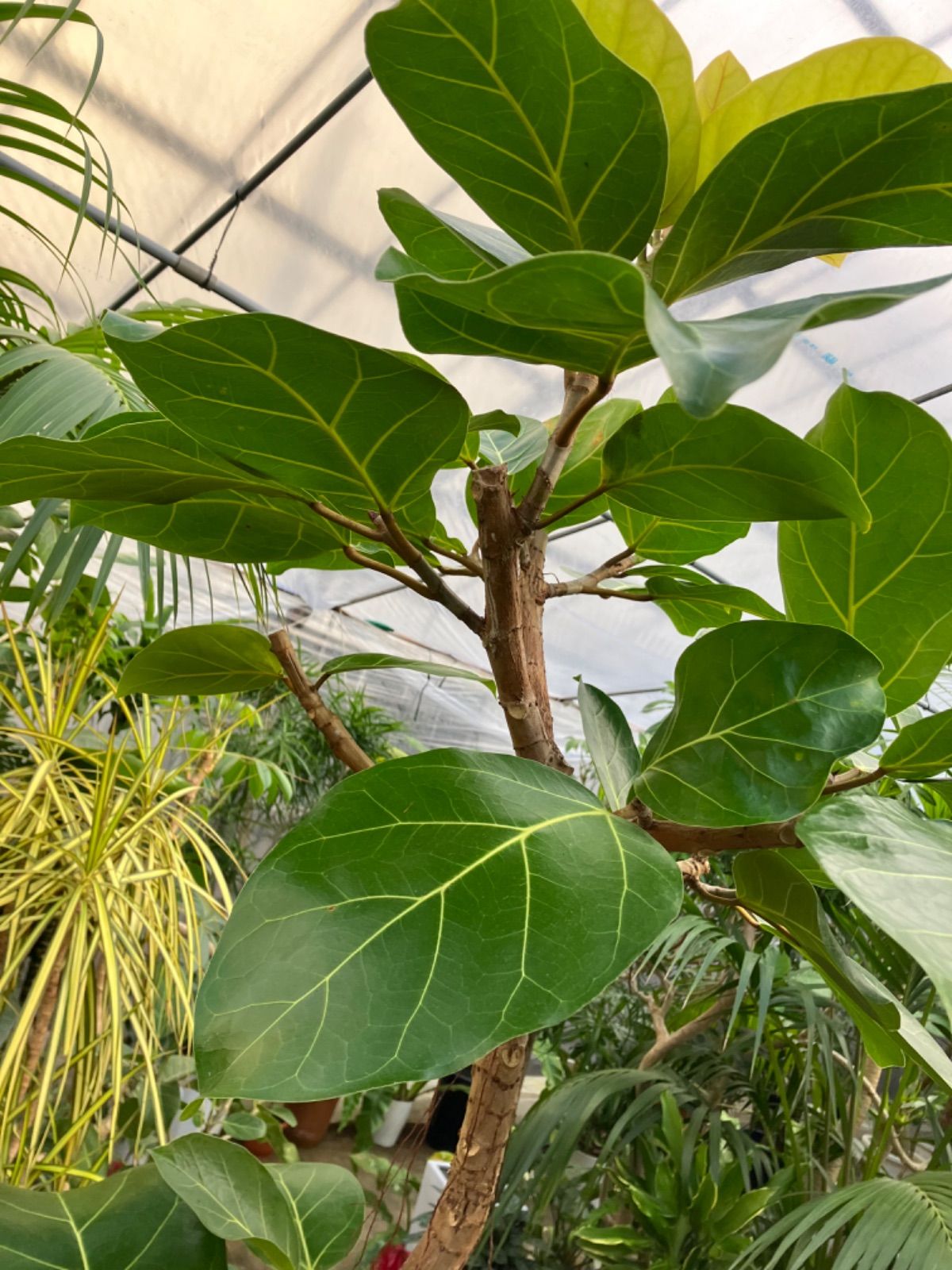 フィカス・アフリカンプリンス 希少 ゴムの木 引き取り限定 シンボル