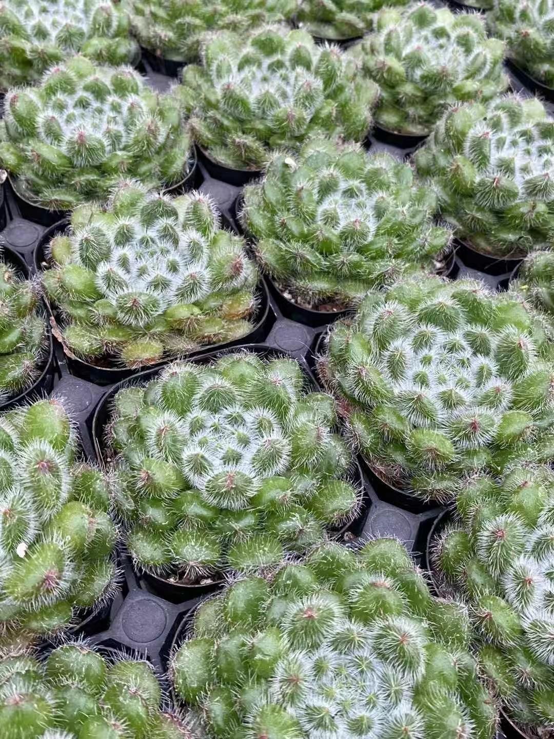 オプ ZA706×40鉢 抜き苗 多肉植物 エケベリア サボテン 韓国苗