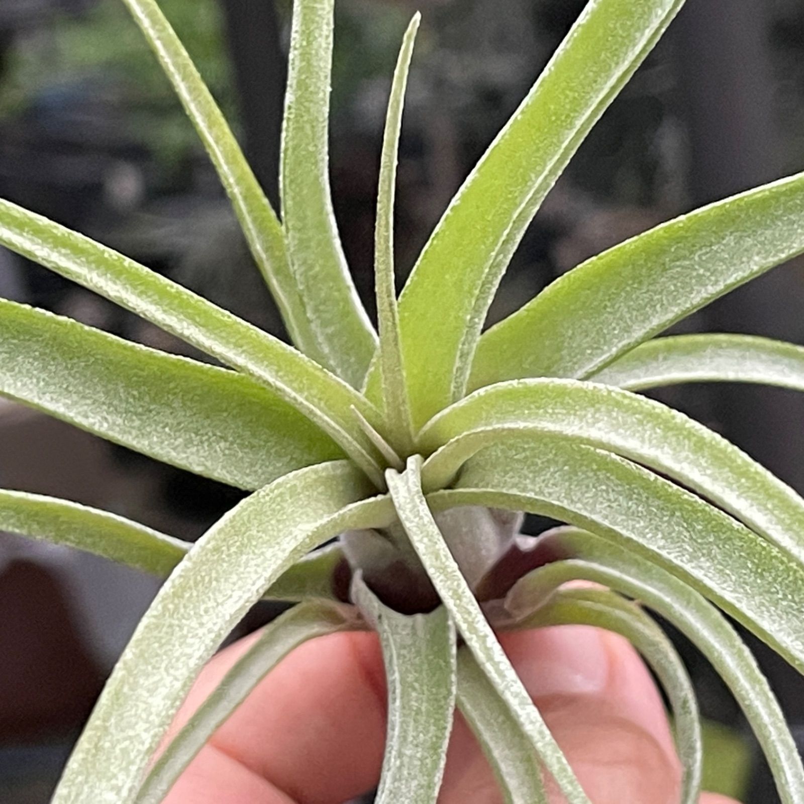 チランジア ベイレイ 特大クランプ