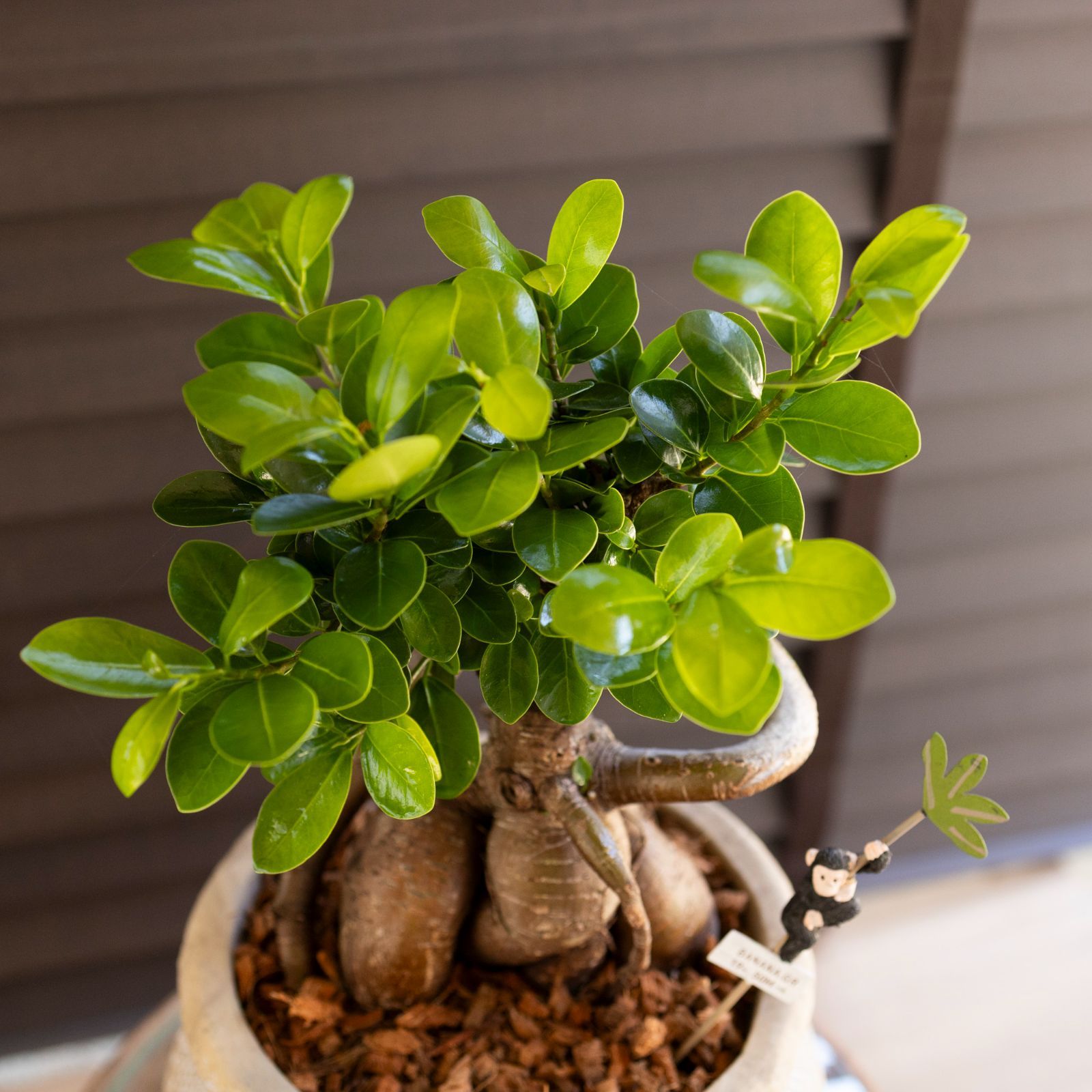 ガジュマル 多幸の木 パンダガジュマル 7号 陶器鉢 観葉植物