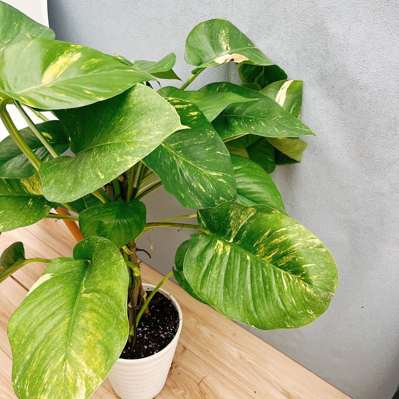 観葉植物 室内