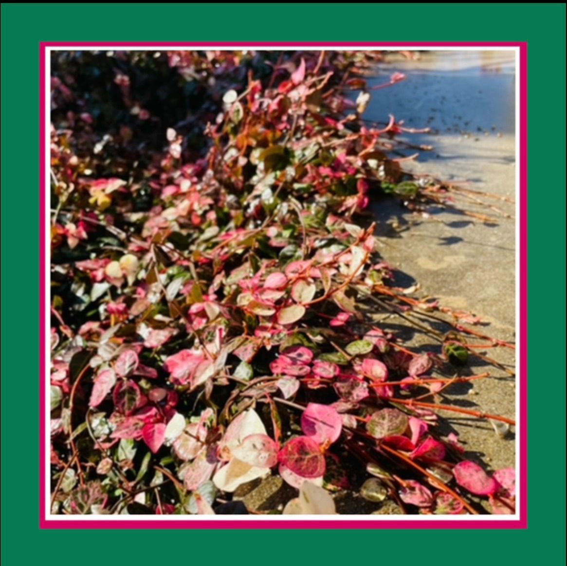 初雪カズラの苗 挿し穂 ピンクの新芽部分 100g以上 ☘️蔵や358Shop☘️ メルカリ