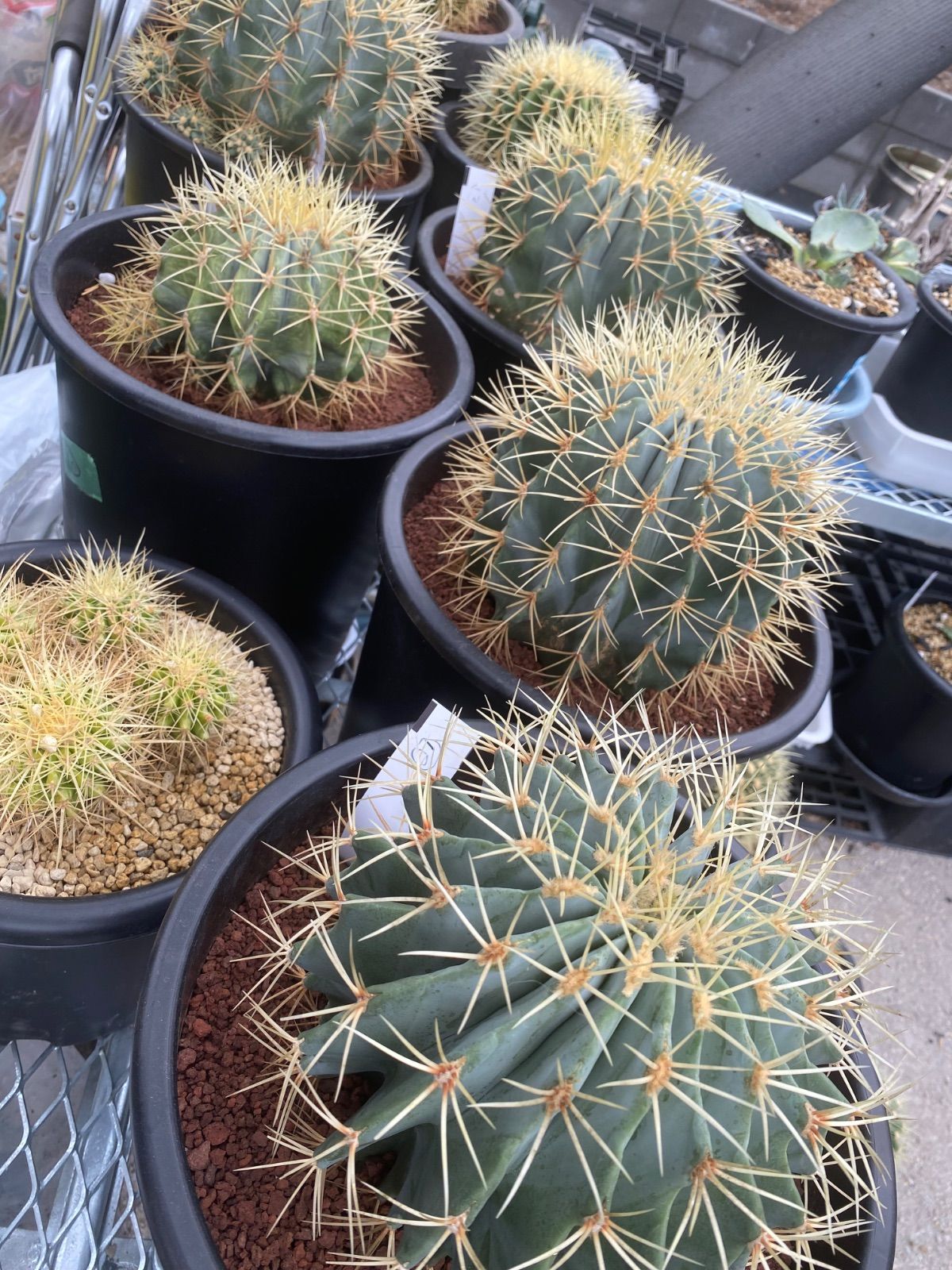 フェロカクタス 王冠竜 8号 厳選品 13 WWW_GEBZETESISAT_COM_TR