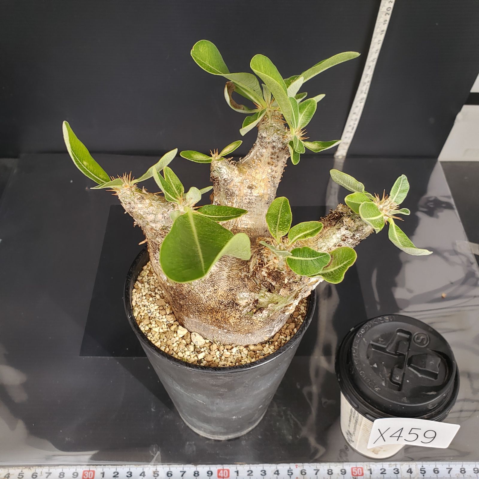 coleman クラシックツーバーナー 416-700J 専用収納袋付き クラシック