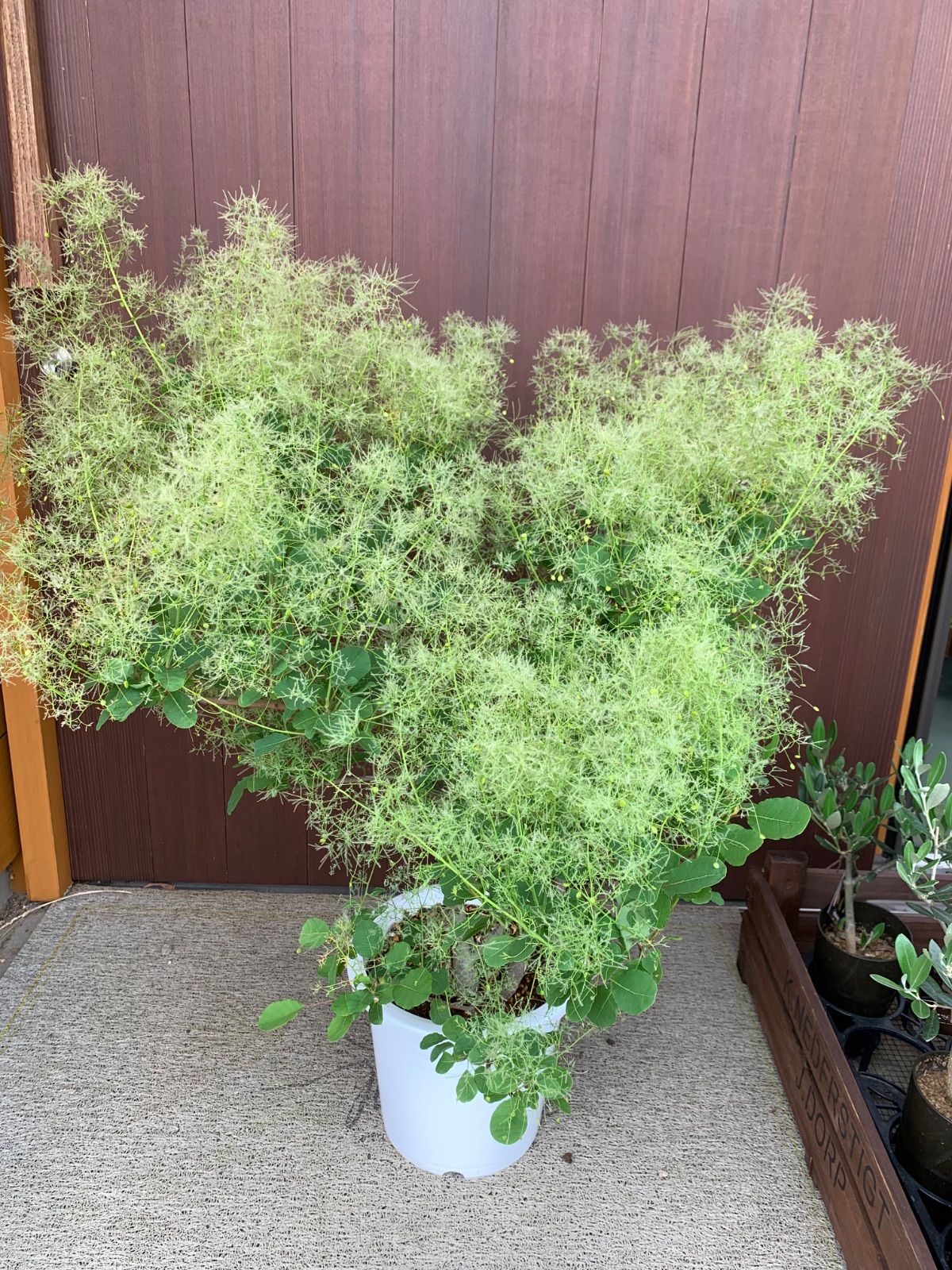 ホワイトファー