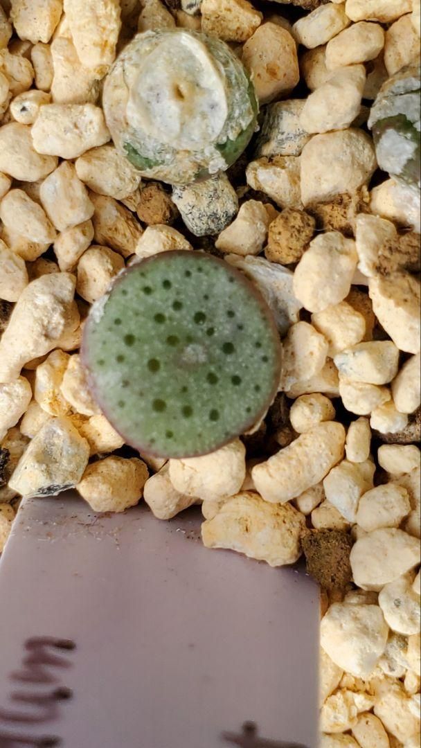 コノフィツム 種子30種類