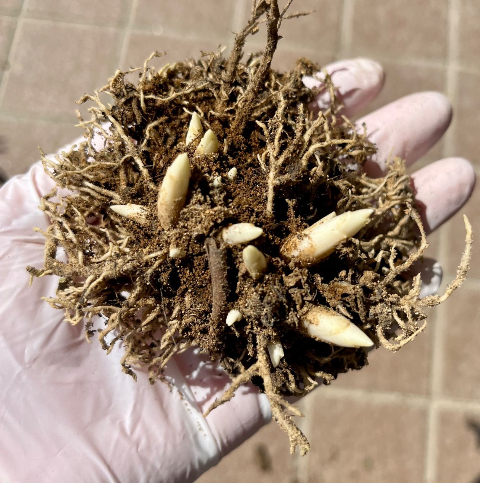 ギボウシ ホスタ 斑入り 抜き苗 芽5個 - メルカリ