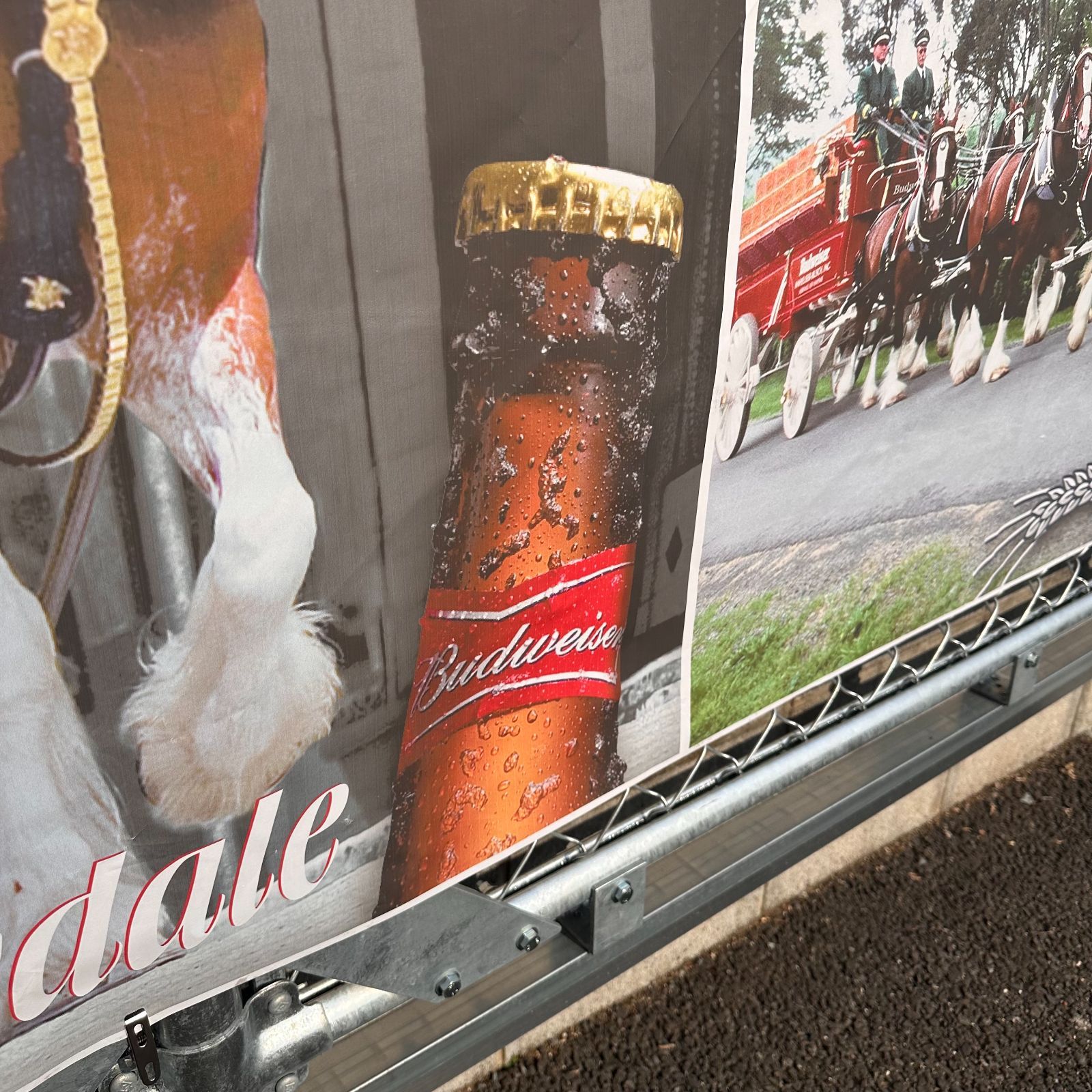 Clydesdales