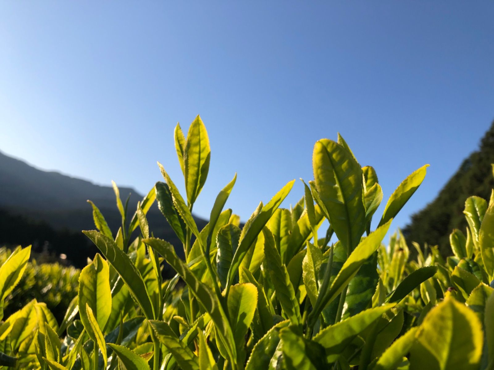 無農薬粉末緑茶 100g 川根茶 2025年産 健康長寿 - メルカリ