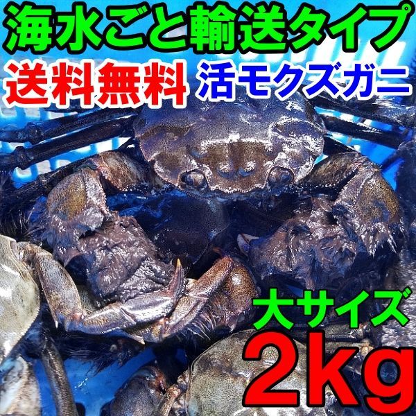 活 モクズガニ 海で漁獲品 大サイズ２kg(目安9-15杯) ツガニ つがに 宮城県松島湾産 店長が漁獲品です 配送地域限定品 他に小中サイズも出品中 もくずがに「水あり大サイズ２kg(目安9-13杯)」【100】