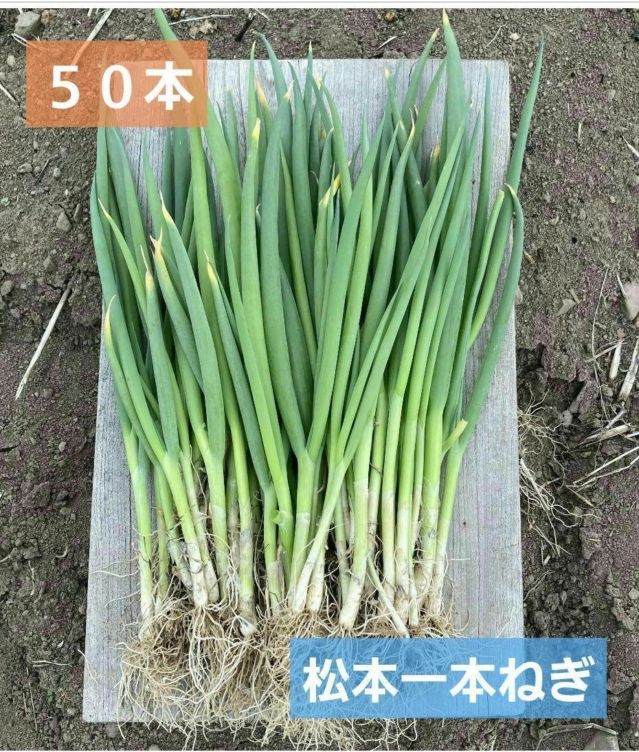 農薬不使用ネギ苗20本 - 野菜