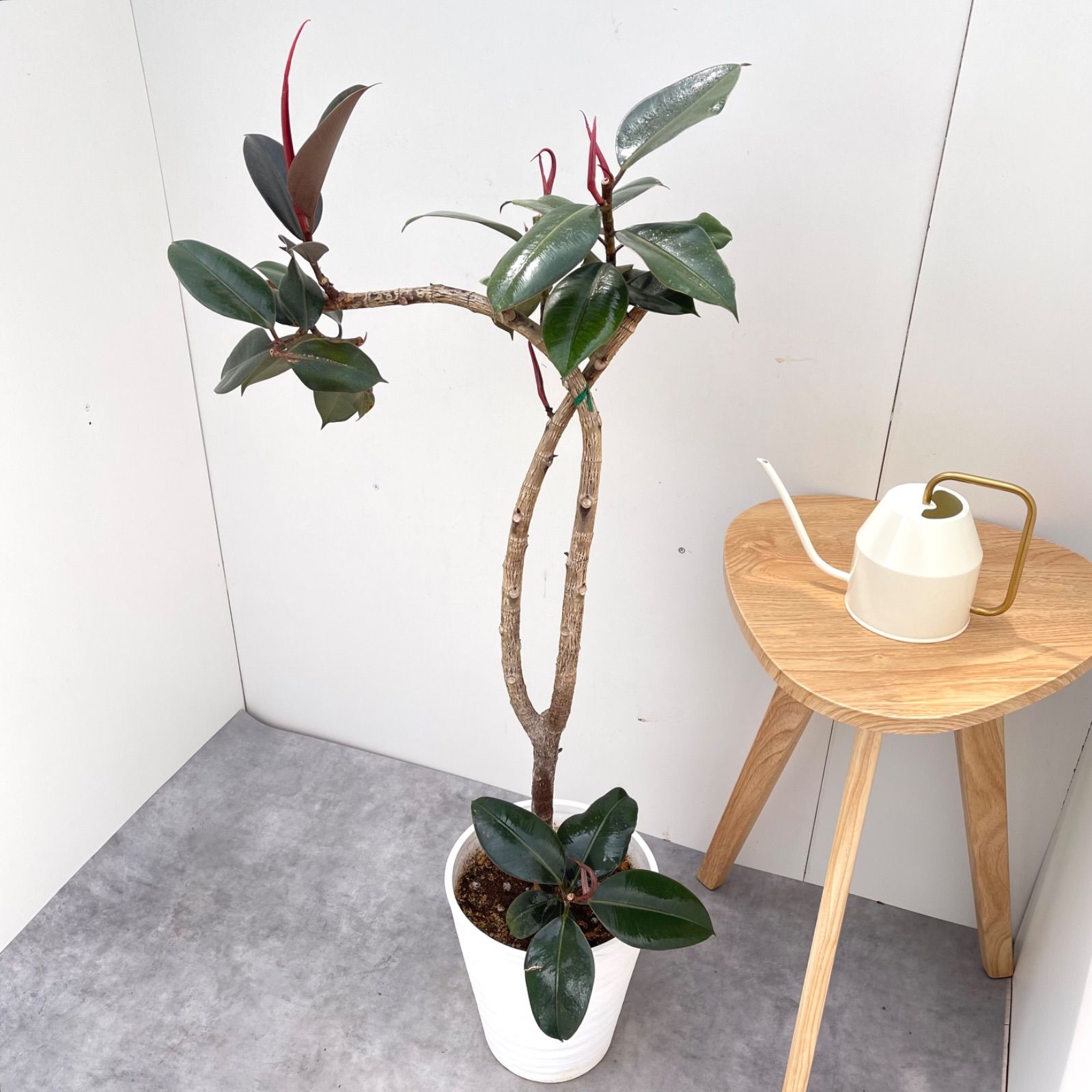 現品　フィカス　ゴムの木　バーガンディ　2番　インテリアグリーン　室内　観葉植物 楽天市場】フィカス バーガンディ 中型 選べる鉢色 ボタニー