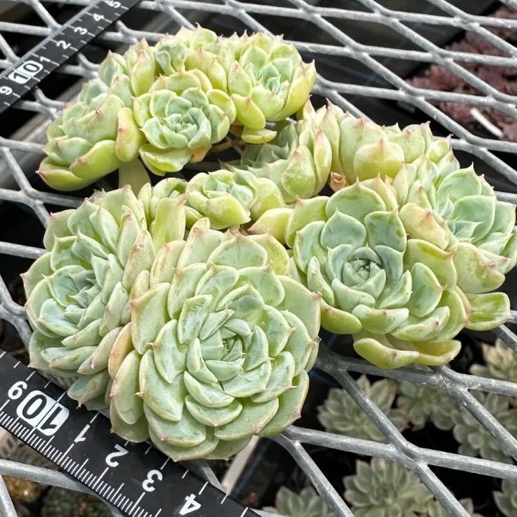 モモマル 1苗 エケベリア 多肉植物 - メルカリ