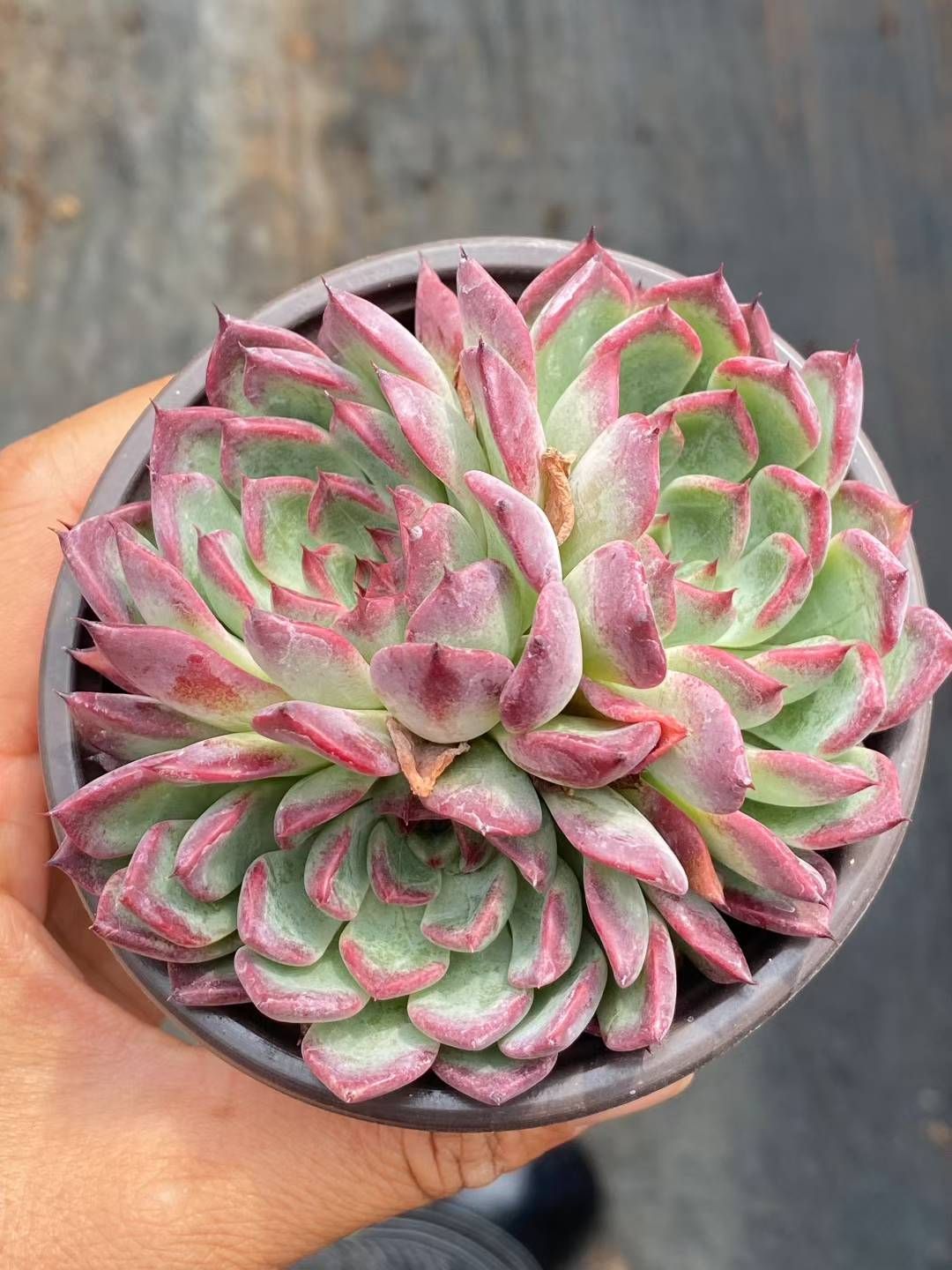 抜き苗 ビンビン XJB425×50株 ふっくら 多肉植物 エケベリア サボテン