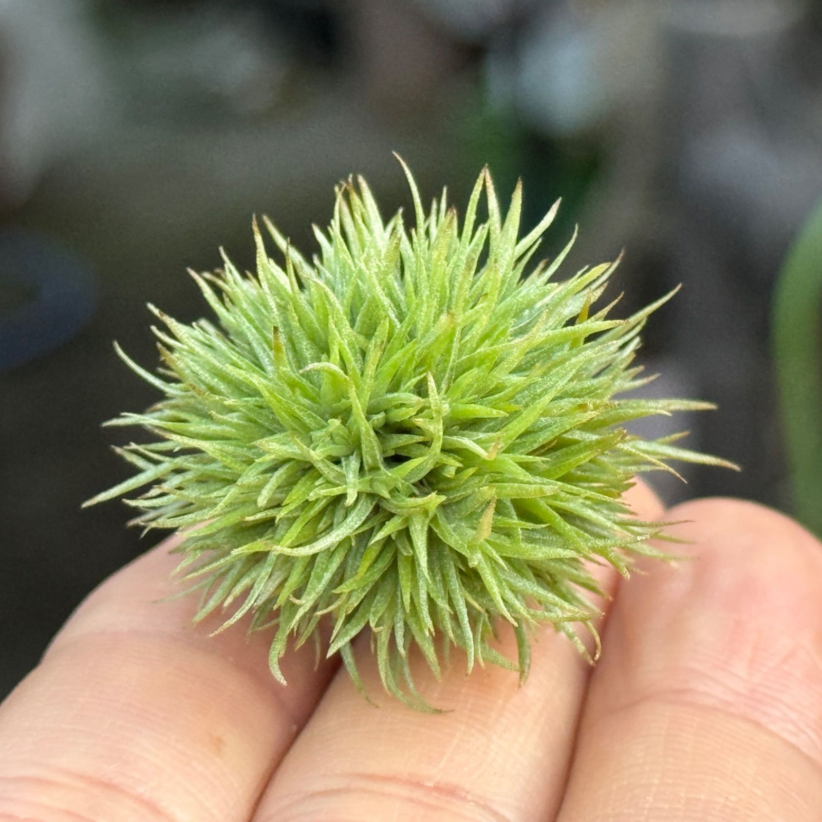 球体＊チランジア アエラントス テディベア Tillandsia aeranthos