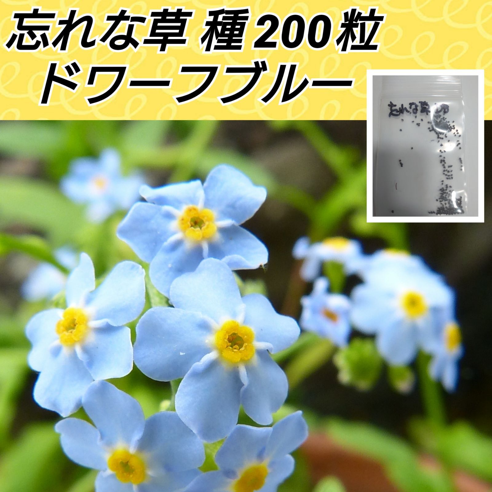 忘れな草 ドワーフブルー 種 200粒 - 花