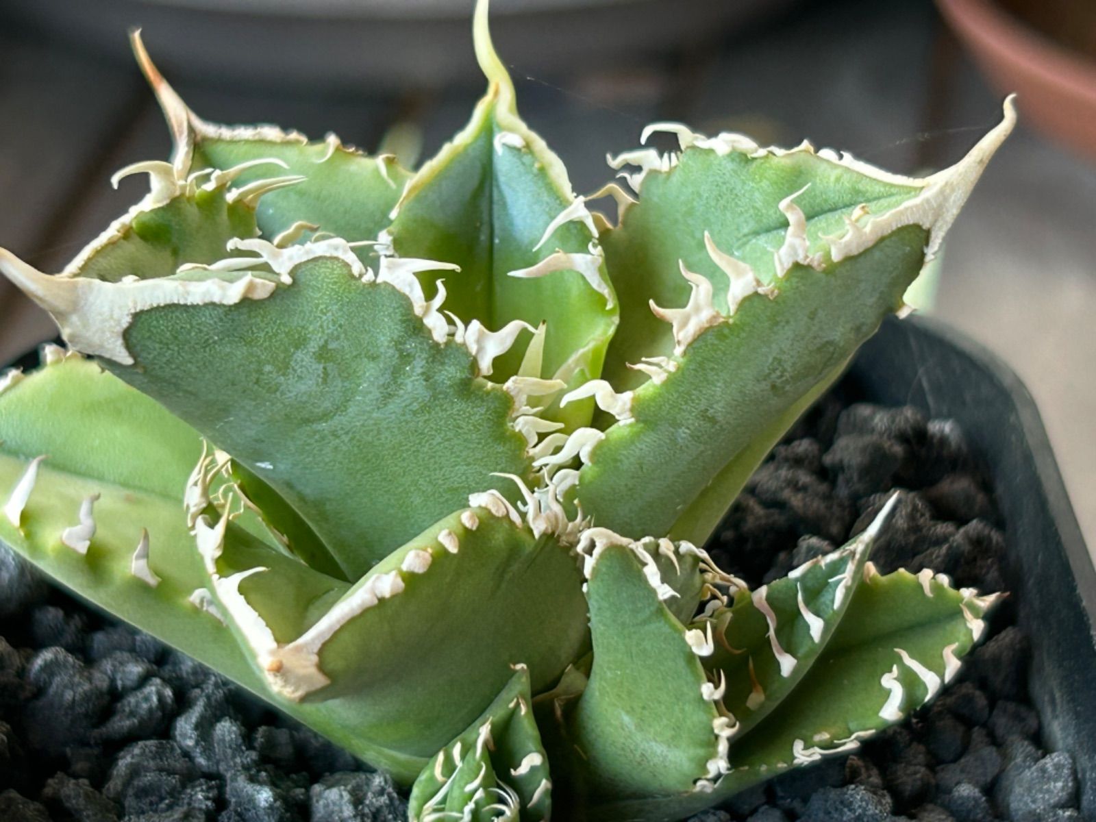 アガベ チタノタ キングアーサー アガベ チタノタ オテロイ キング