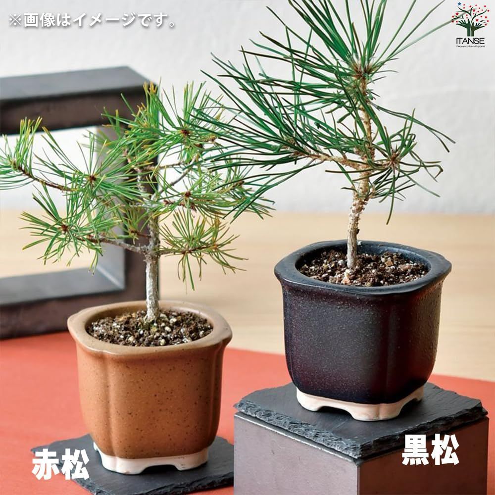 赤松盆栽！ 栽培セット The BONSAI 赤松【盆栽栽培キット/1個売り】【セット