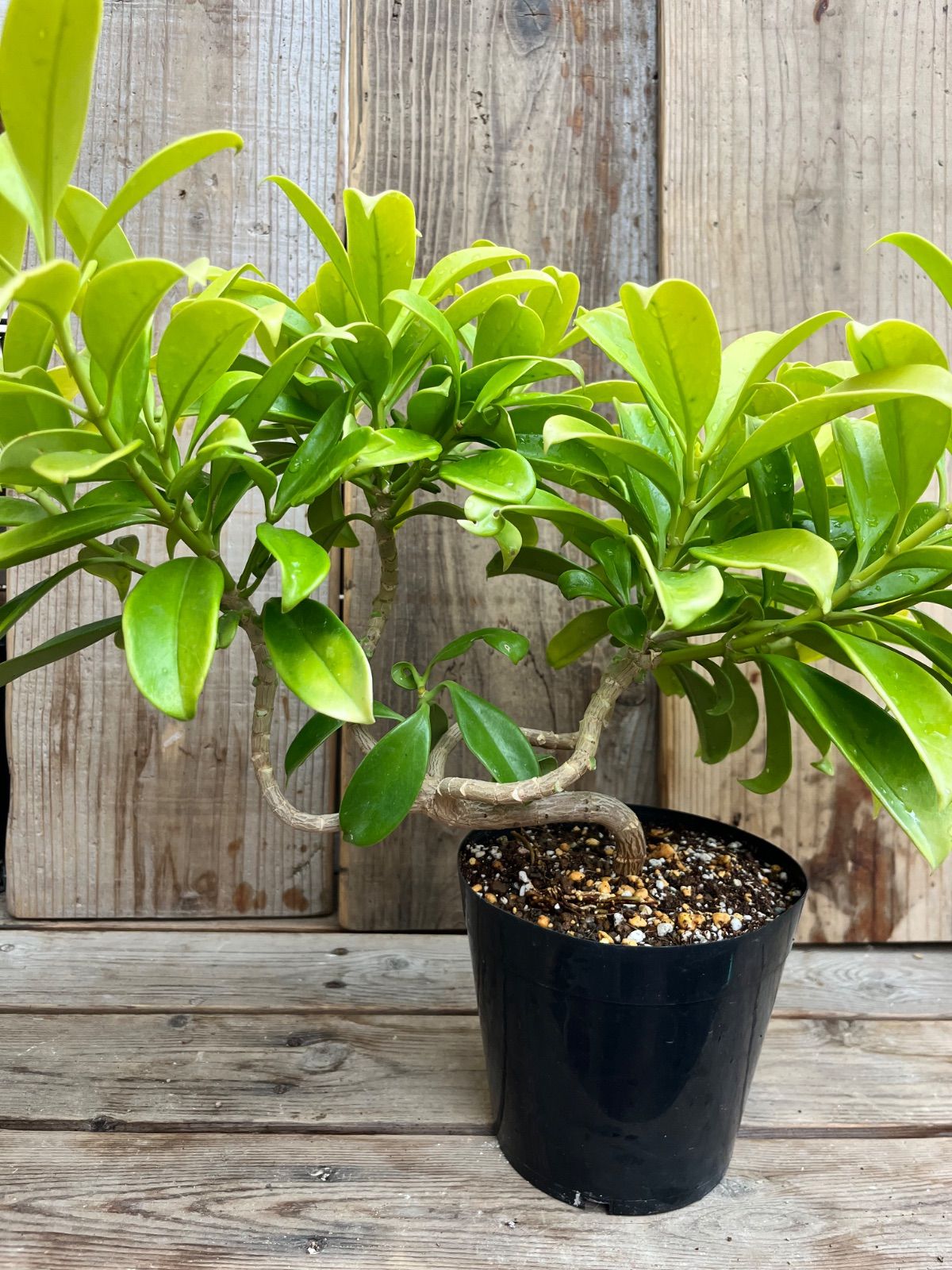 P. willinckii ’Jenny’ TC 2818 P. willinckii 'Jenny' TC 2818 P. willinckii 'Jenny' TC P