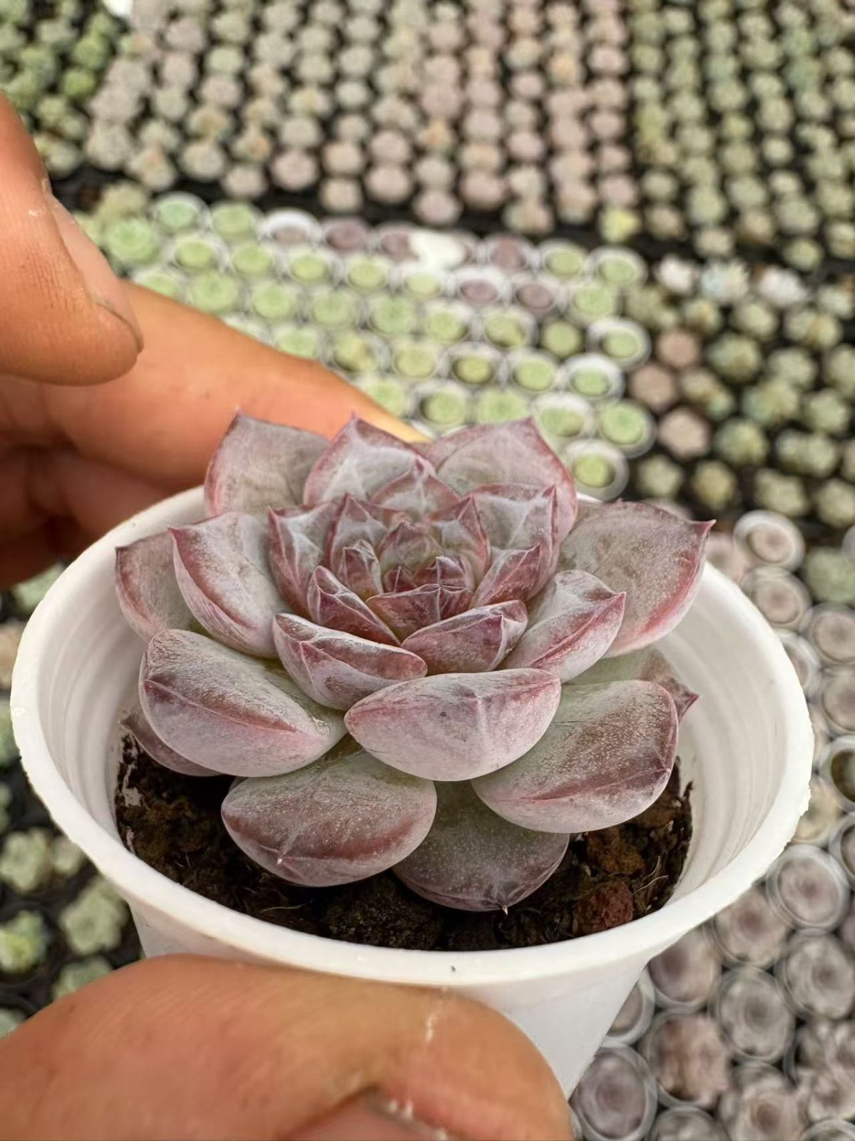 XJB407×50鉢 抜き苗 多肉植物 エケベリア サボテン 韓国苗 新