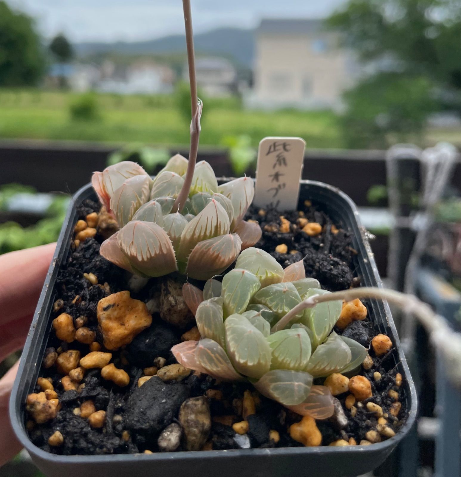 紫オブツーサ ハオルチア 多肉植物 抜き苗 正し