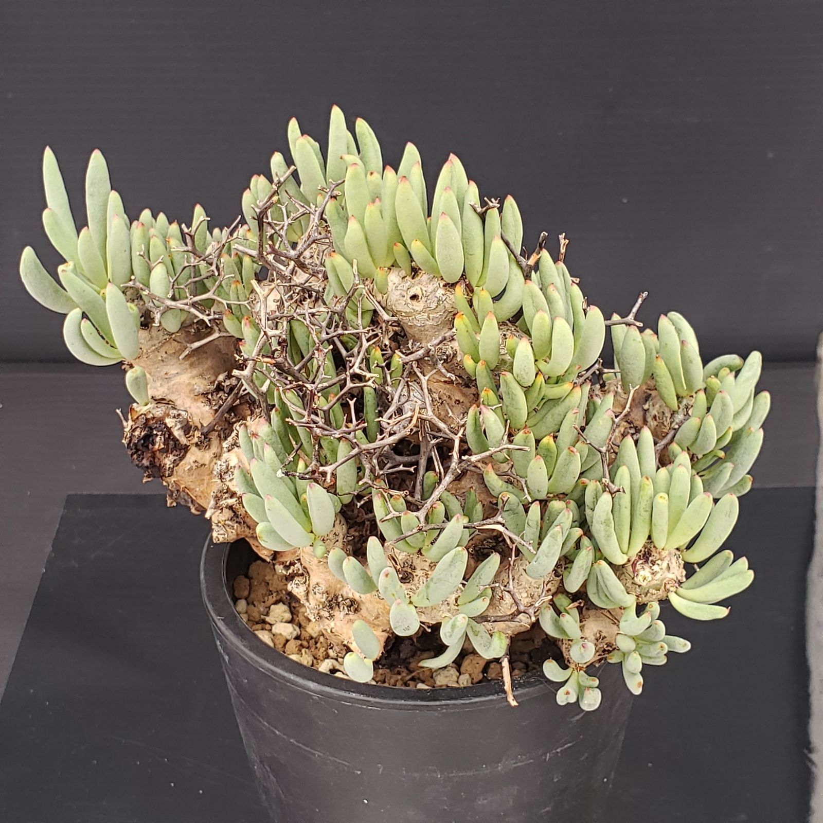 実生塊根！　万物想　チレコドン　多肉植物　塊根植物　レティキュラータス P382【自社養生株】チレコドン レティキュラータス 万物想（現地