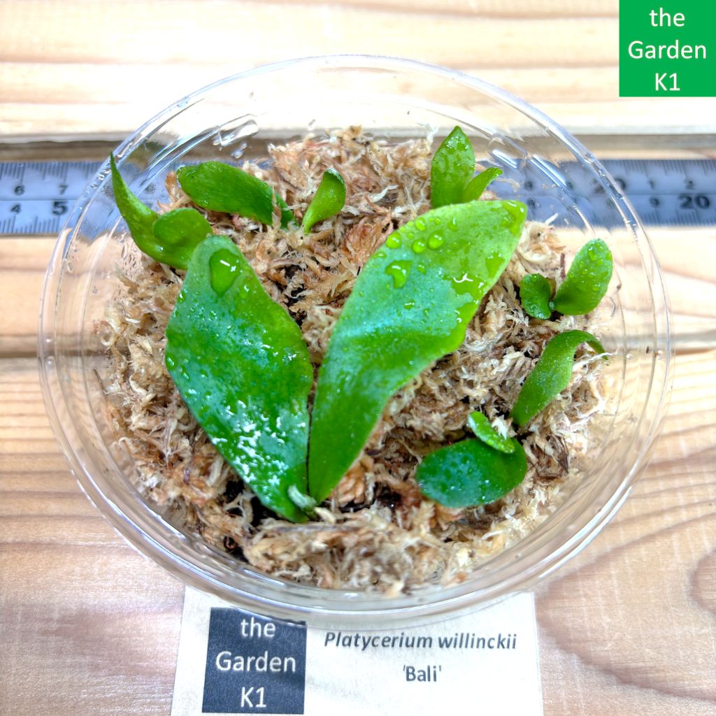 板付 観葉植物 超美形株から外した子株です♫〖ビカクシダ・ウィリンキー・バリ〗 板付 観葉植物 超美形株から外した子株です♫〖ビカクシダ