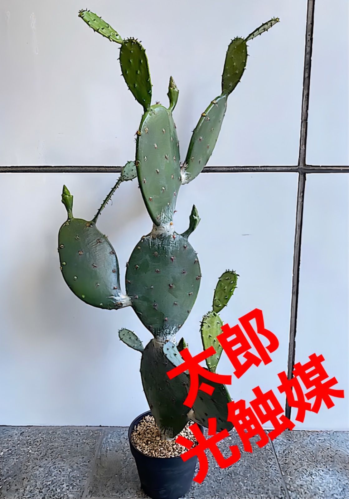 武輪柱【引き取り限定】 武輪柱【引き取り限定】 サボテン