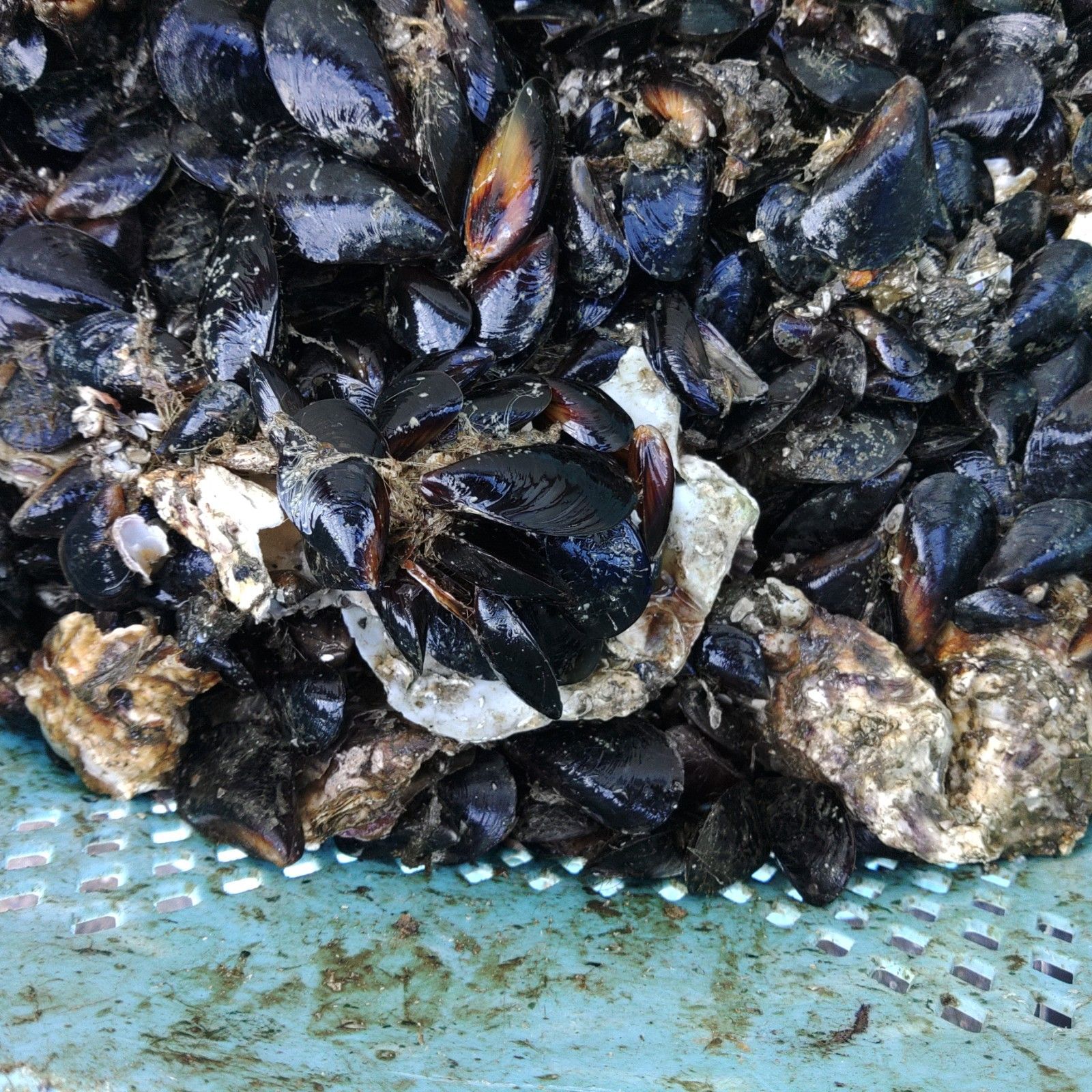 【休業日はプロフ参照】釣り餌に ムール貝「生出荷 ムラサキイガイ２０ｋｇ」 イガイ カラス貝 ムール貝 釣りエサ クロダイ 20キロ 黒鯛 チヌ 石鯛 コブダイ カワハギ釣りに 【食用ではありません】 小分け袋入り冷凍品は別に販売中 小さめサイズ 送料無料 釣り餌に☆「ムラサキイガイ☆小さめ