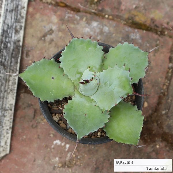 2本セット新道 FOR CORES.01.02 シングルモルト コアーズ