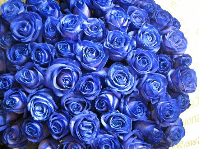 青バラ 花束 50本 フラワーギフト ◆誕生日プレゼント プロポーズ 記念日のギフトにピッタリ♪ご希望日にプレセント先にお届け です