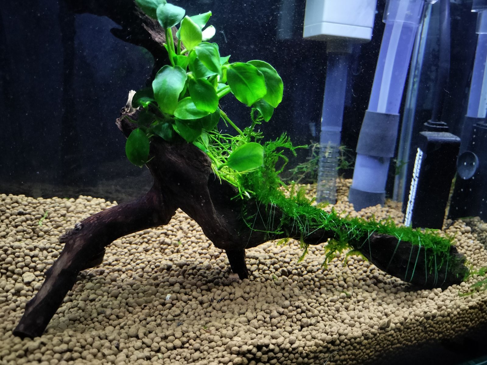 盆栽流木+南米ウィローモス アクアリウム 水槽 流木 bonsai layout 無