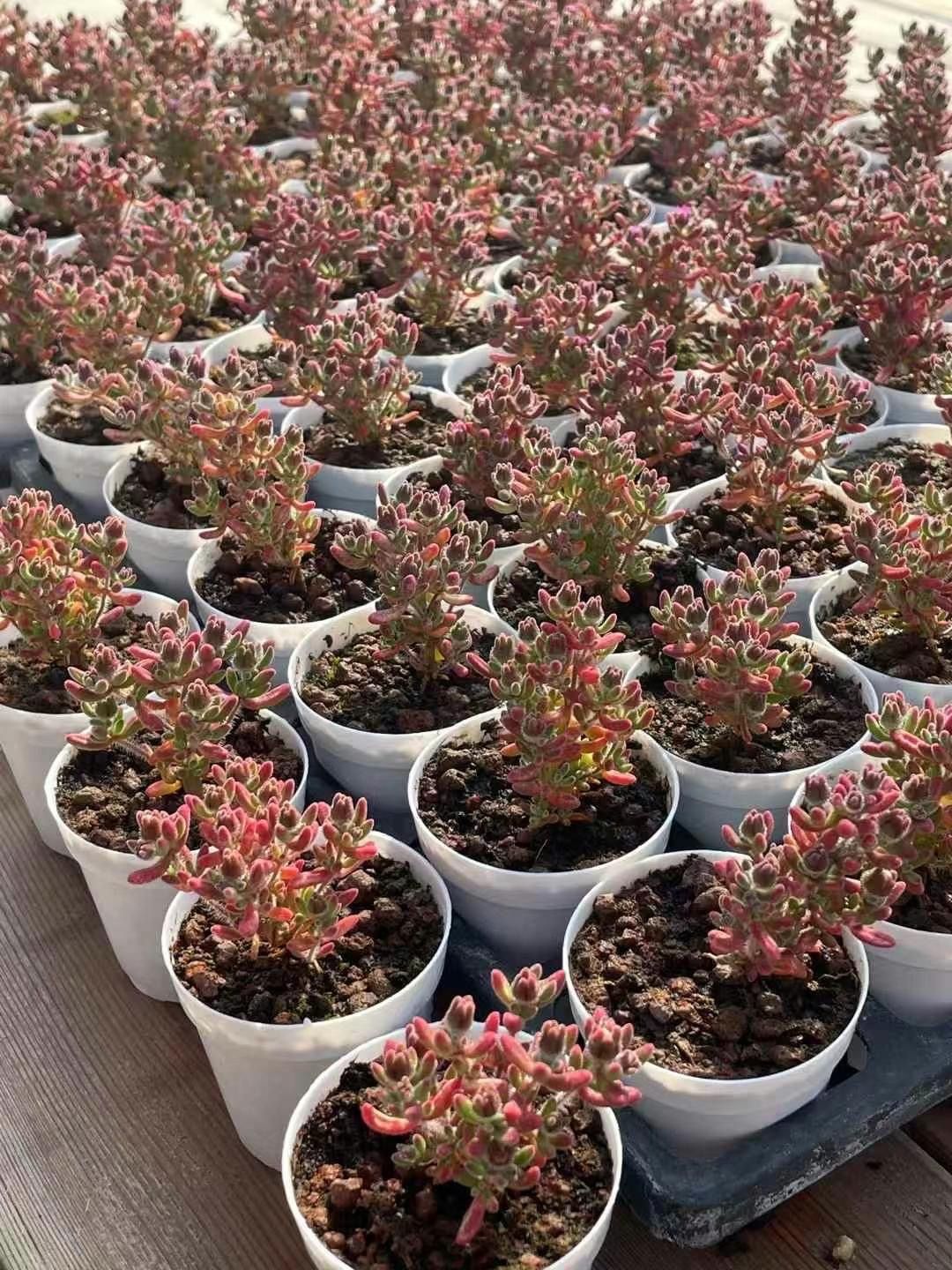特価❣️多肉植物　ドロサンテマム　キラキラ　ルビー　抜き苗　1株 特価❣️多肉植物　ドロサンテマム　キラキラ　ルビー　抜き苗　1株