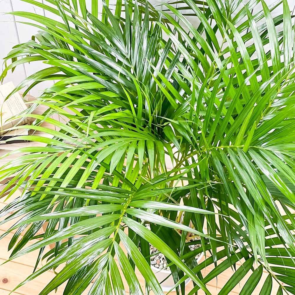 観葉植物 PLANCHU 観葉植物 アレカヤシ 8号鉢 受け皿付き 育て方説明書付き Dypsis lutescens ディプシス ヤシ コガネタケヤシ ヤマドリヤシ