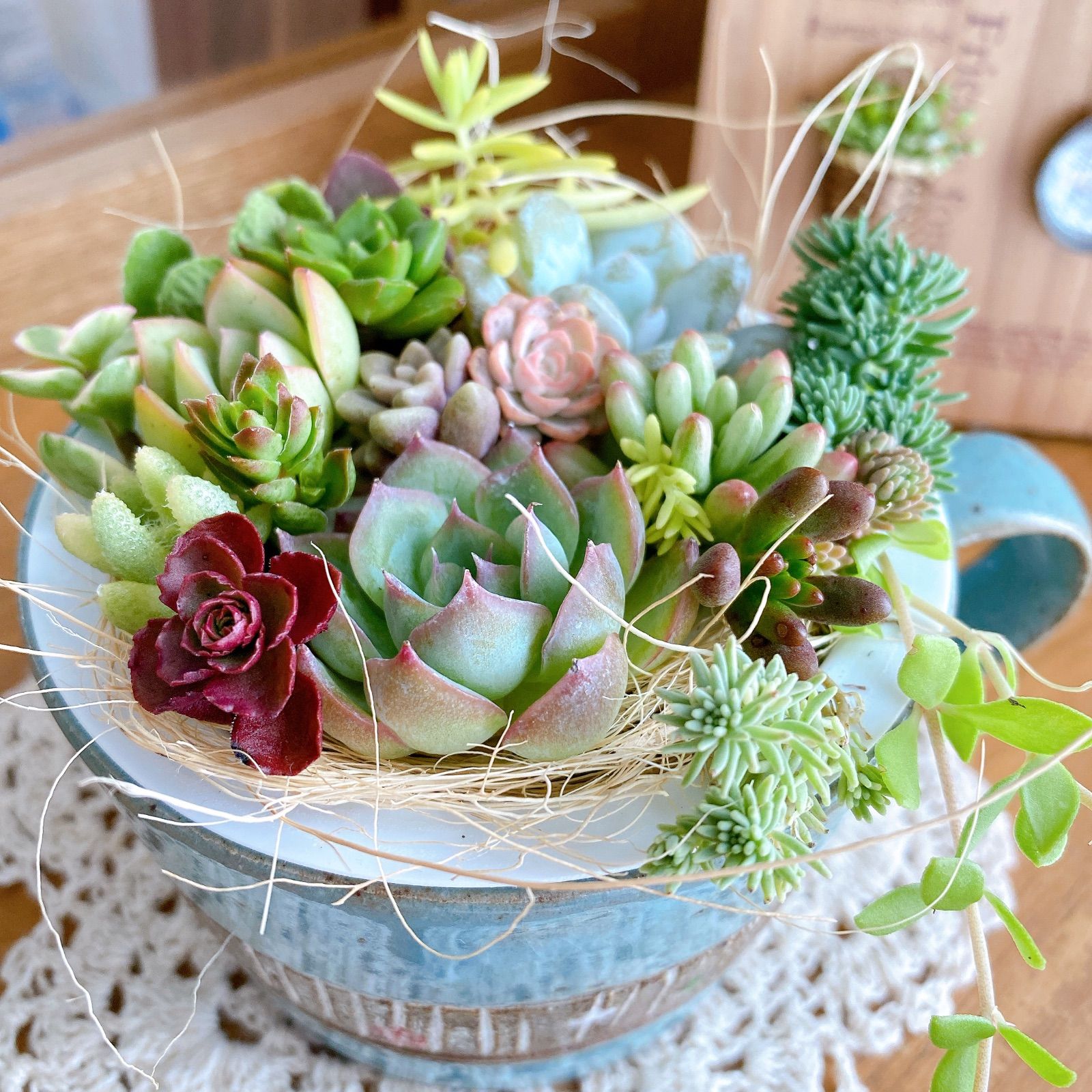 セル苗105個セット✨多肉植物　エケベリア　詰め合わせ　寄せ植えに!! ⑫セル苗105個セット✨多肉植物エケベリア詰め合わせ寄せ植えに!!