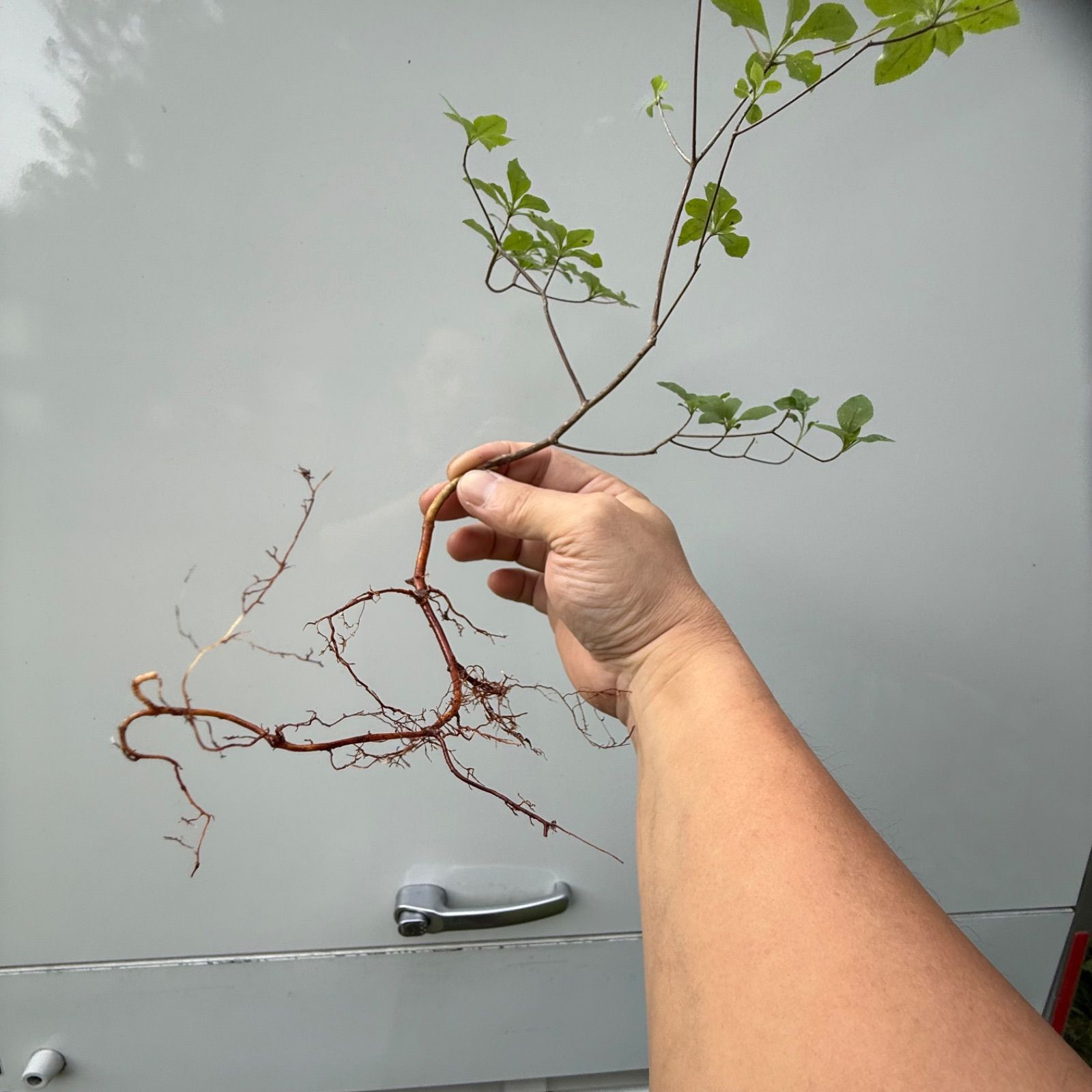 山採り アブラツツジ苗木 30〜40cm×1株🌱✨🎁 - メルカリ