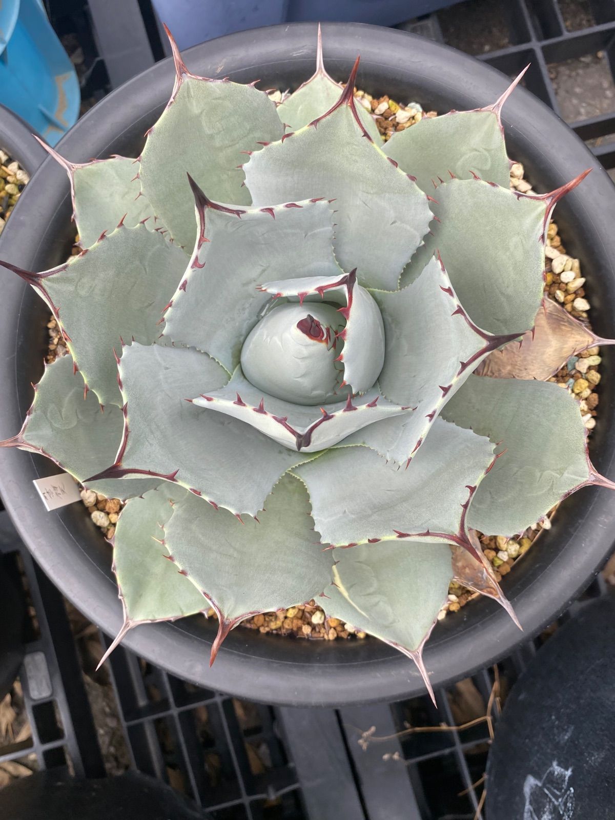 吉祥天 パリー アガベ 美株 8号鉢 人気 吉祥天 パリー アガベ 美株