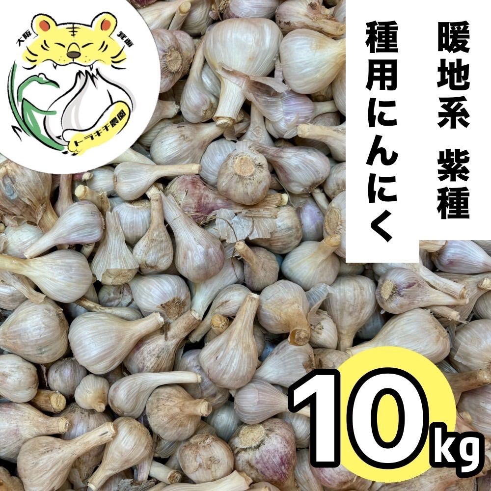 11|4まで今期 出荷分 種にんにく 暖地系紫種 SS-M玉程度 10kg 種用ニンニク 大阪府産 2025年度 令和6年度