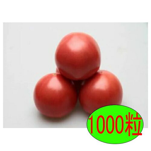 入荷次第出荷 カネコ種苗 Cf優福 1000粒