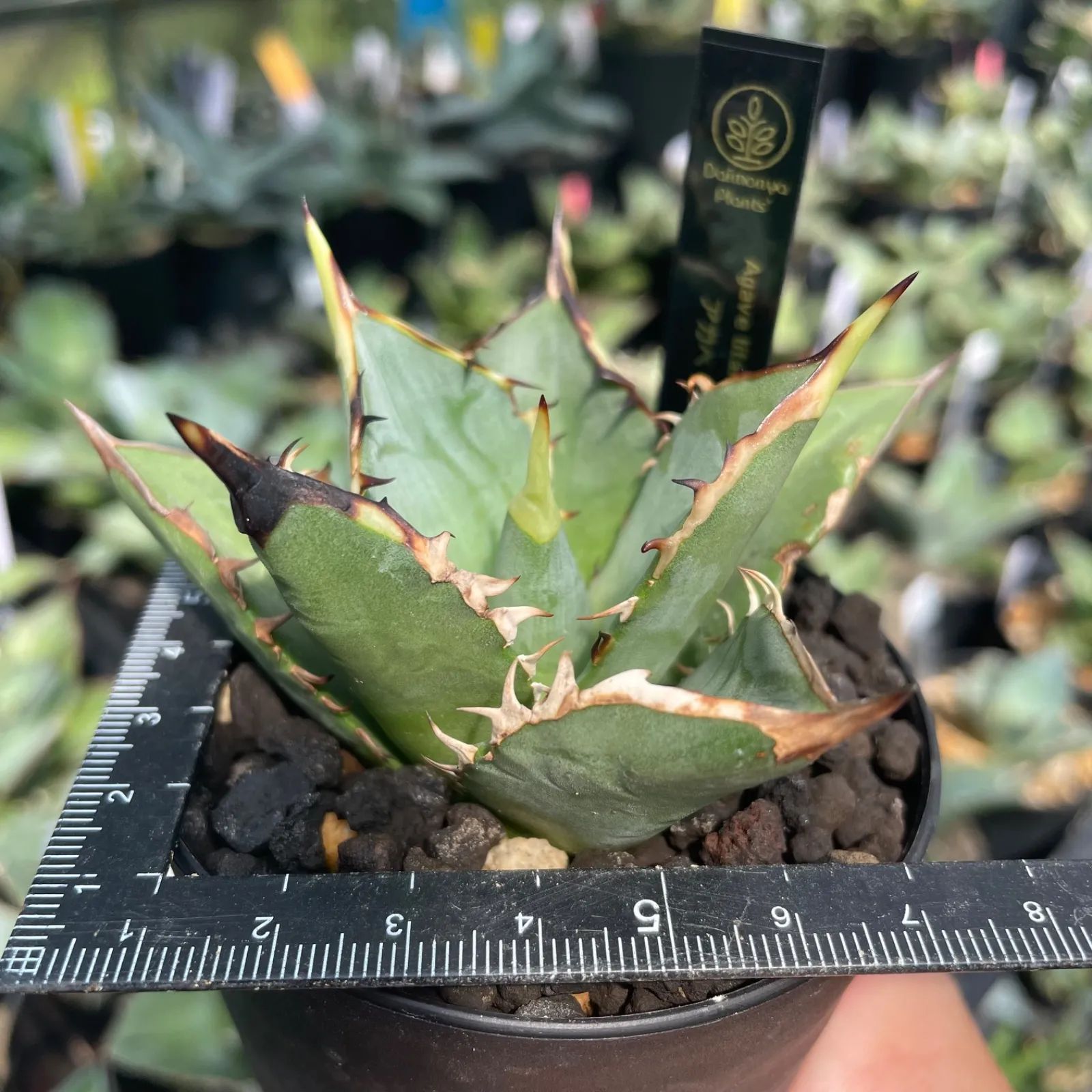 K002 アガベ チタノタ 黒鯨 MC株 発根済/ Agave titanota 'Black