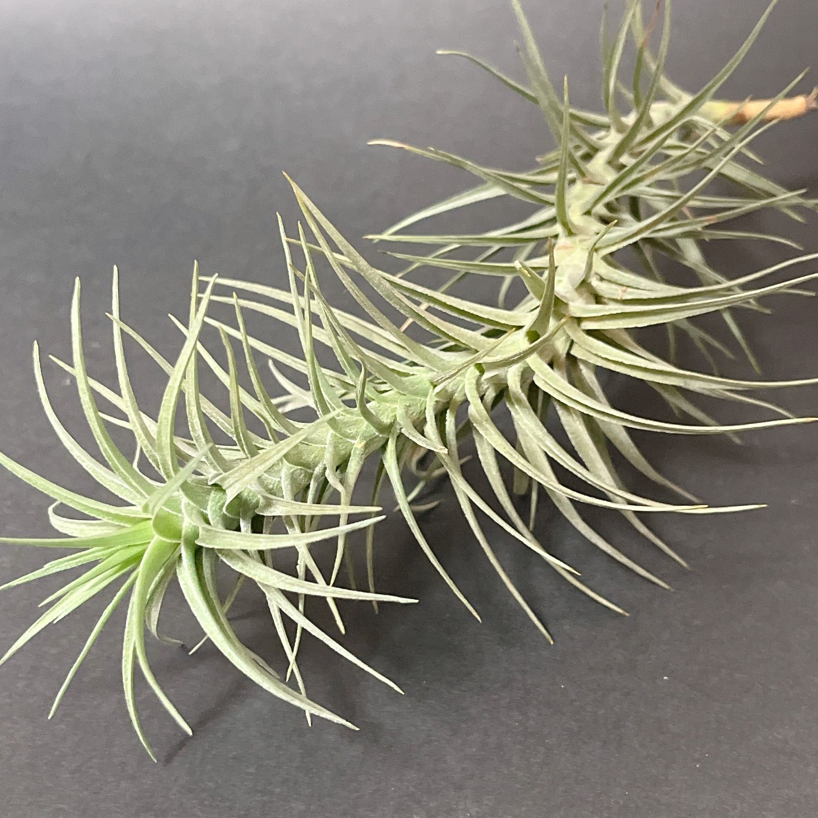 メイプルリーフ 銀貨 カラー 古代エジプト 宝飾アンク(エジプト十字架) 1oz