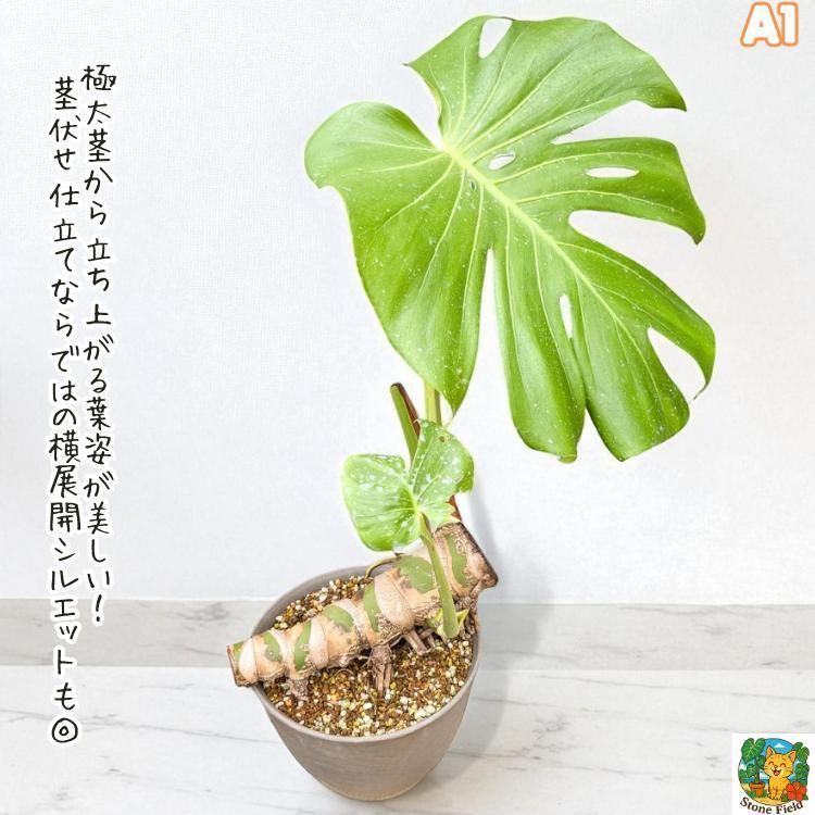 A巨大！おまけ付き！モンステラ　デリシオーサ 巨大モンステラ デリシオーサ - メルカリ