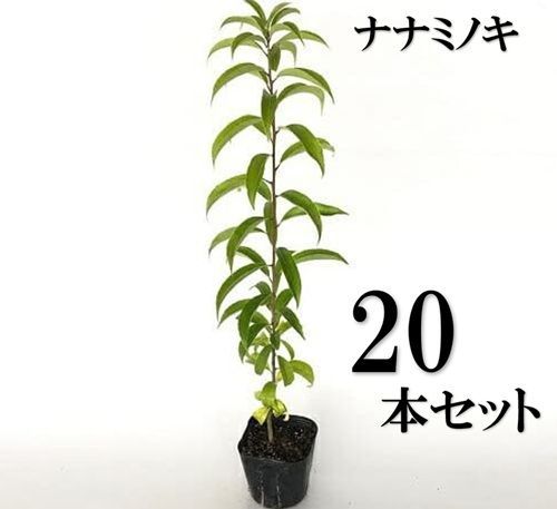 20本セット ナナミノキ樹高0.3m前後10.5cmポット