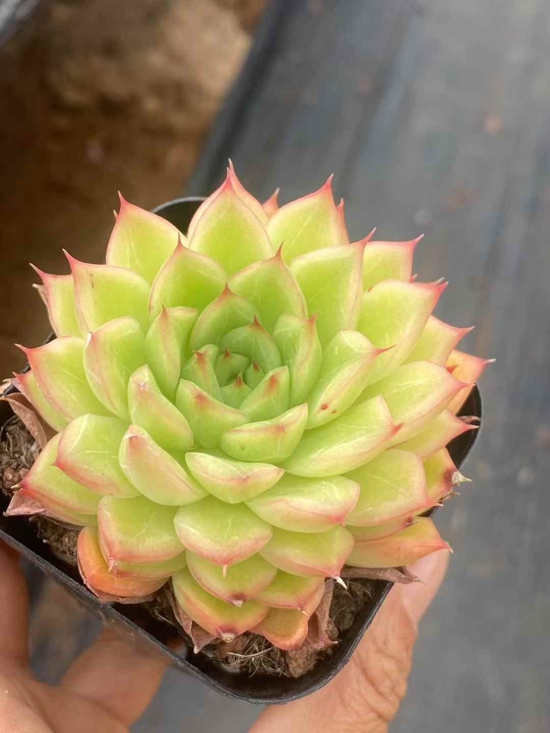 スリムレイ カッティー バーニー RHYTHM リズム slimeley スリムレイ